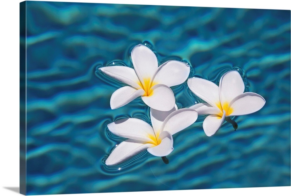 Plumeria Flowers Floating In Clear Blue Water Wall Art, Canvas Prints