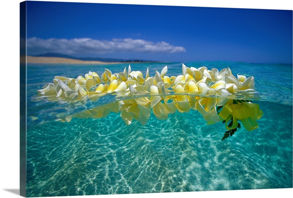 Plumeria Lei Floating On Ocean Surface Wall Art, Canvas