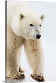 Polar Bear Wall Art & Canvas Prints | Polar Bear Panoramic Photos ...