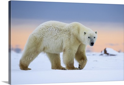 Polar Bear Along The Hudson Bay Coastline, Churchill, Manitoba, Canada