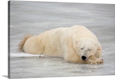 Polar Bear Asleep On Sea Ice At Churchill, Manitoba, Canada