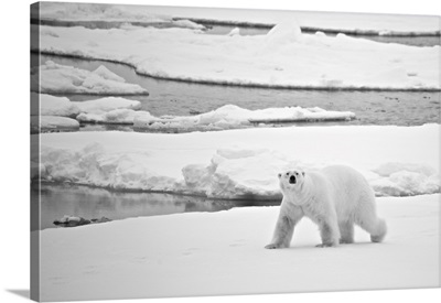 Polar Bear Crossing Ice In Arctic, Svalbard, Svalbard And Jan Mayen, Northern Norway