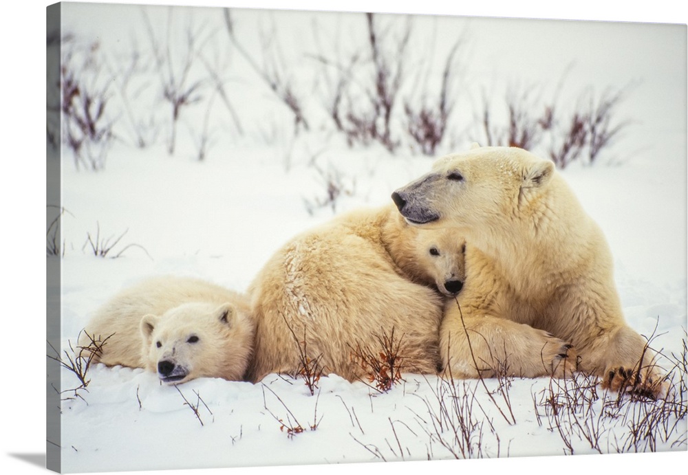 Polar bear cubs (Ursus maritimus) snuggle up to their mother in the snow along Hudson Bay Manitoba, Canada