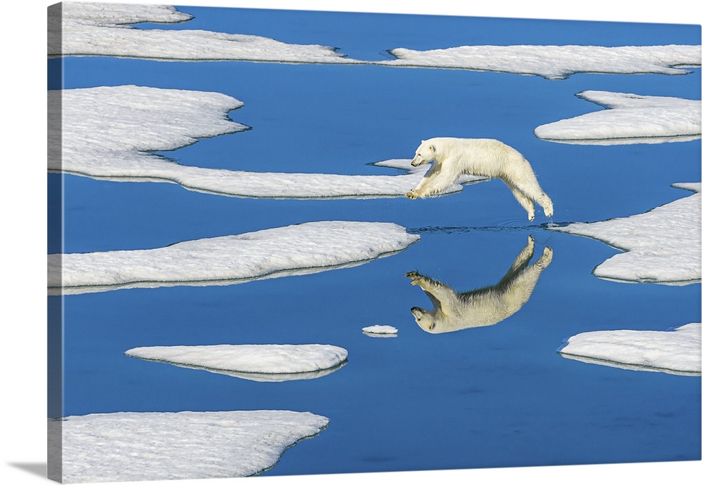Polar bear (Ursus maritimus) jumps across melting pack ice with blue water pools Svalbard, Norway