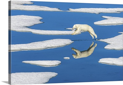 Polar Bear Jumps Across Melting Pack Ice With Blue Water Pools, Svalbard, Norway