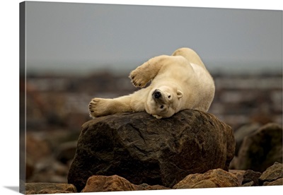 Polar Bear Laying On Rock, Manitoba, Canada