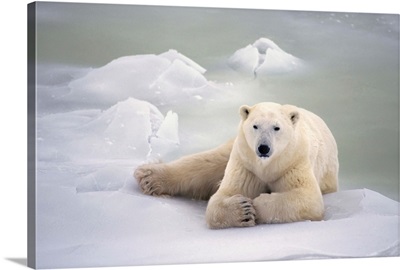 Polar Bear Lying On The Ice, Churchill, Manitoba, Canada