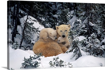 Polar Bear Mother