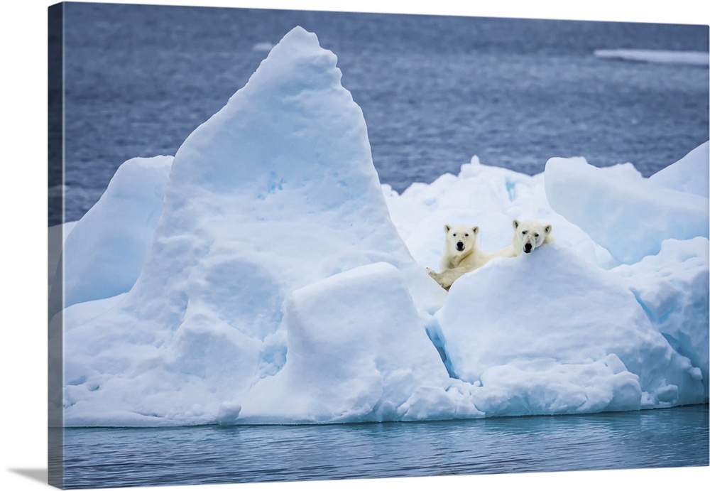 Polar bear mother and cub (Ursus maritimus) on pack ice looking out Svalbard, Norway