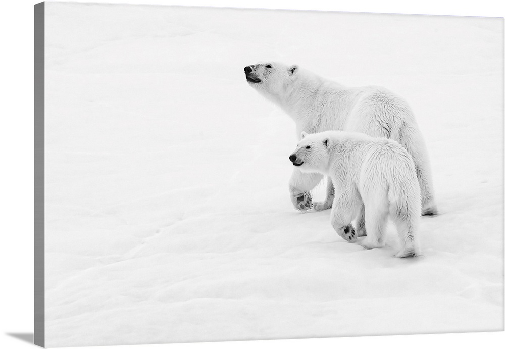 Polar bear (Ursus maritimus) mother and cub walking on pack ice, Black and white image, Northeast Svalbard Nature Preserve...