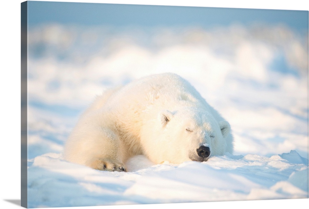 Polar bear (Ursus maritimus), young bear rests on the newly frozen pack ice, Beaufort Sea, off the 1002 area of the Arctic...