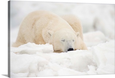 Polar Bear Sleeping In The Snow, Churchill, Manitoba, Canada