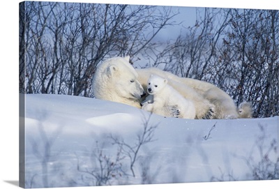 Polar Bear Sow and Cubs Resting In Snow Churchill Canada