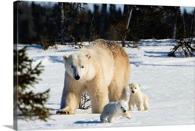 Polar Bear Sow And Cubs Walking In Wapusk National Park, Churchill, Manitoba, Canada