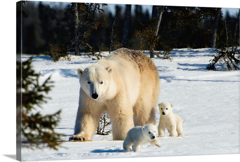 Polar Bear Sow And Cubs Walking In Wapusk National Park, Churchill ...