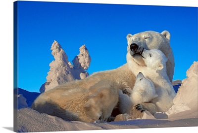 Polar Bear Sow & Cubs Resting in Snow