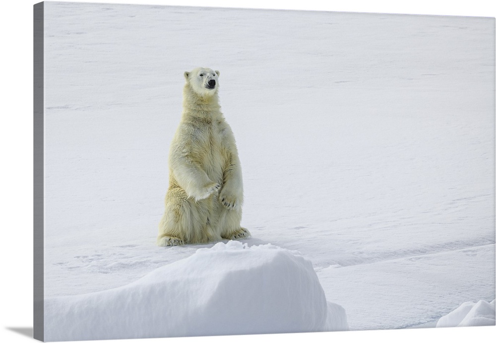 Polar bear (Ursus maritimus) standing on pack ice, Northeast Svalbard Nature Preserve Svalbard, Norway
