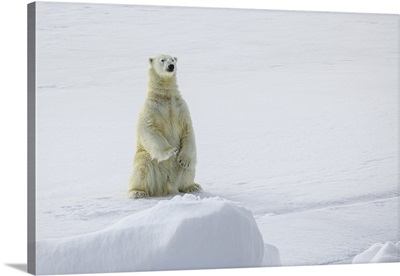 Polar Bear Standing On Pack Ice, Northeast Svalbard Nature Preserve, Svalbard, Norway