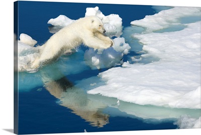 Polar bear, Ursus maritimus, on pack ice at water's edge.