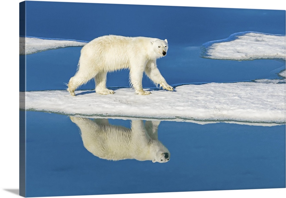 Polar bear (Ursus maritimus) walking on melting pack ice reflected in blue water pools Svalbard, Norway