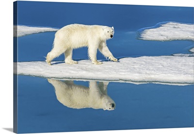 Polar Bear Walking On Melting Pack Ice Reflected In Blue Water Pools, Svalbard, Norway
