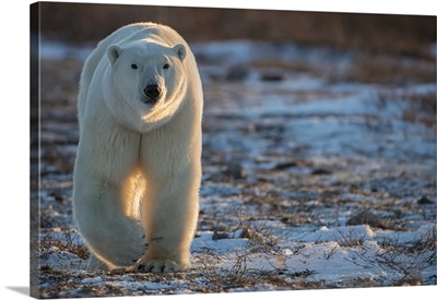 Polar Bear Walking Towards Us In The Setting Sunlight, Churchill, Manitoba, Canada