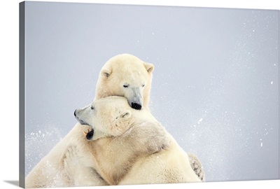 Polar Bears Play Fighting Along The Shores Of Hudson's Bay, Churchill, Manitoba, Canada