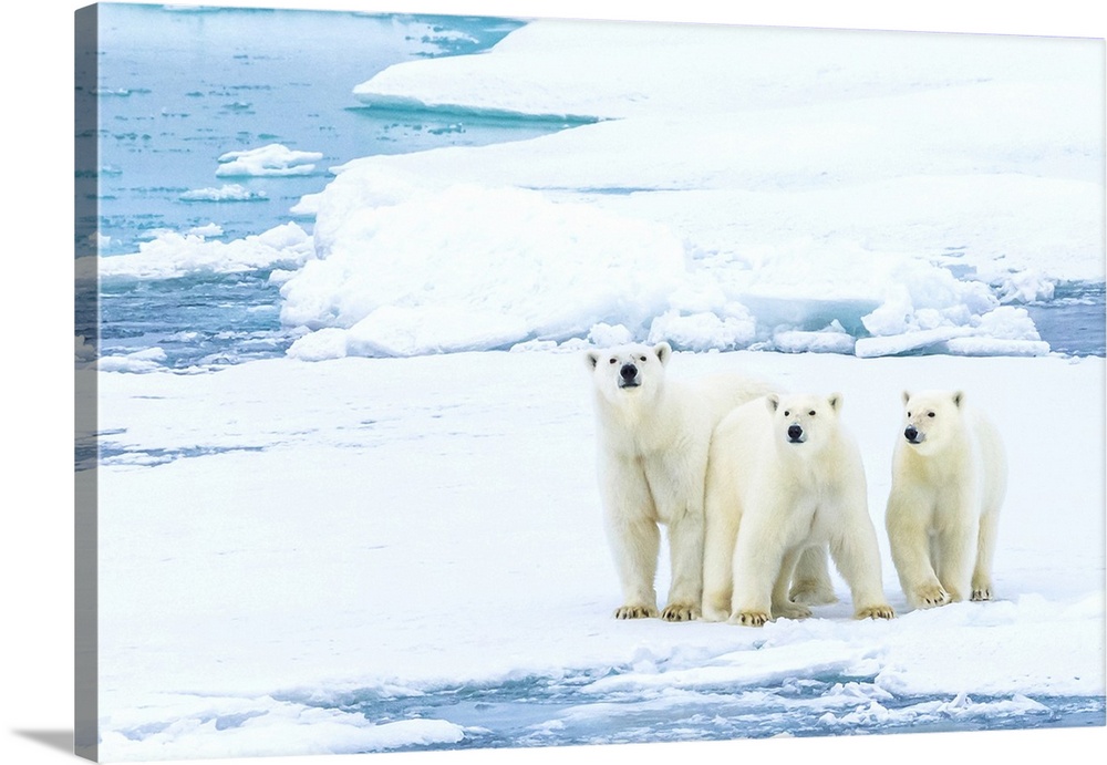 Family portrait, polar bears (Ursus maritimus) standing still on pack ice in the Canadian Arctic.
