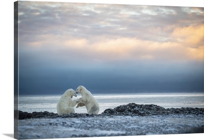 Polar Bears Wrestle On Shoreline At Dawn, Arviat, Nunavut, Canada