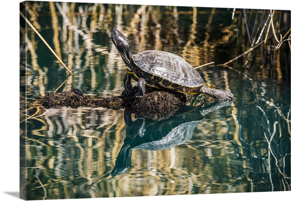 Pond Slider turtle (Trachemys scripta) sunning on a submerged log and showing its reflection in a pond at the Riparian Pre...