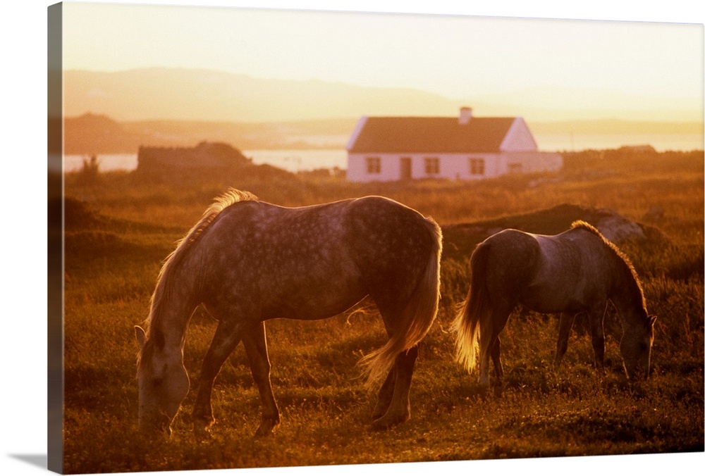 Ponies Grazing In A Field, Connemara, County Galway, Republic Of Ireland