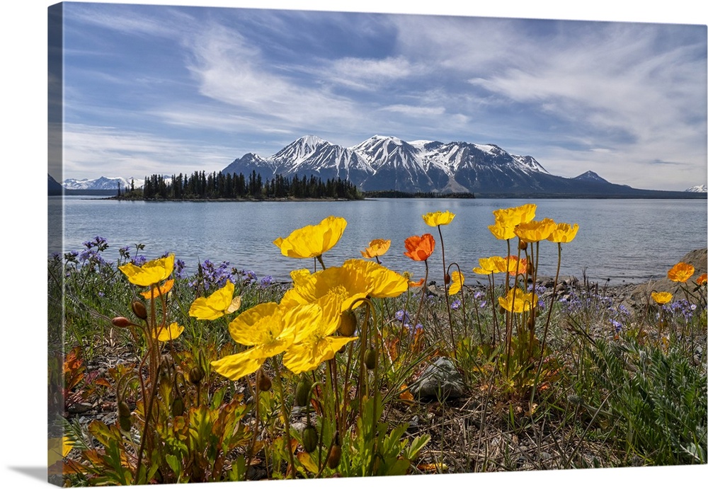 Poppies create a beautiful splash of colour to an already beautiful scene in Atlin, British Columbia; Atlin, British Colum...