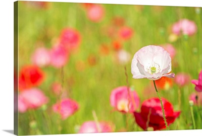 Poppies in a meadow, Burnaby, British Columbia, Canada