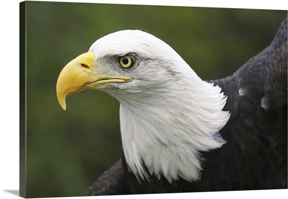 Portrait of a bald eagle (haliaeetus leucocephalus), Denver, Colorado, united states of America.