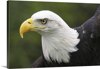 Portrait Of A Bald Eagle (Haliaeetus Leucocephalus), Denver, Colorado