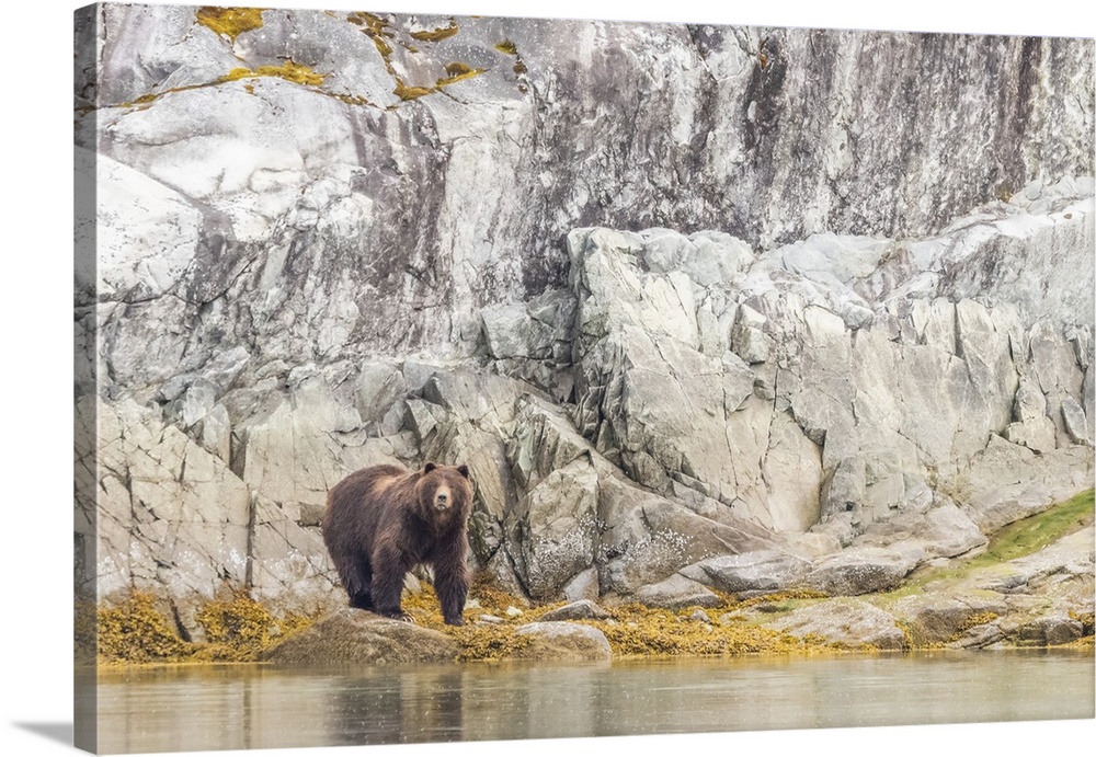 Portrait of a brown bear (Ursus arctos) standing in front of a rocky cliff face along the shore in Glacier Bay National Pa...