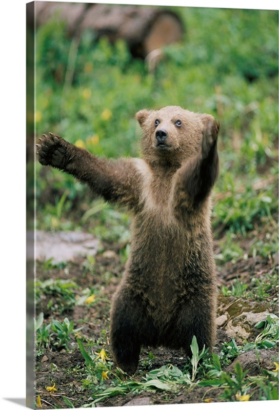 Portrait Of A Brown Bear Cub Balancing On Its Hind Legs, Montana ...