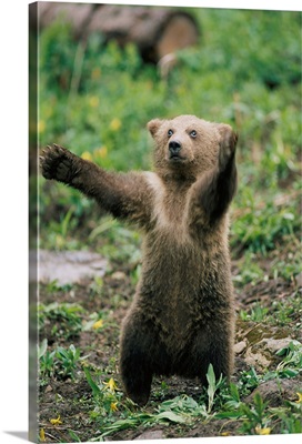 Portrait of a brown bear cub (Ursus arctos) balancing on its hind legs, standing upright with its arms outstretched; Montana, United States of America