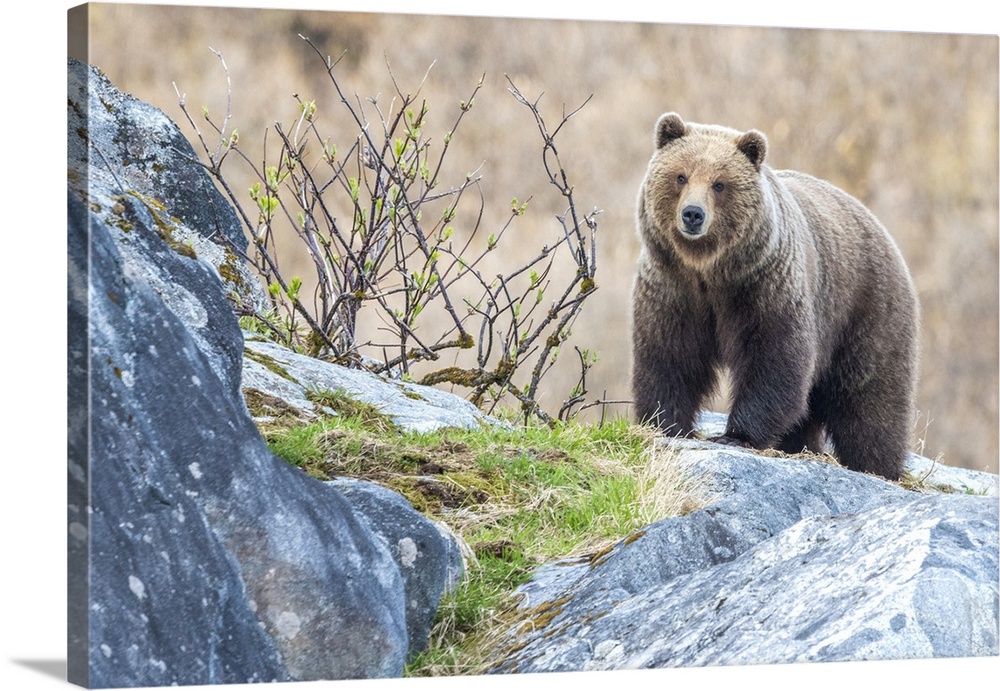 Portrait of a brown bear (Ursus arctos) standing on the rocks in Glacier Bay National Park Southeast Alaska, Alaska, Unite...