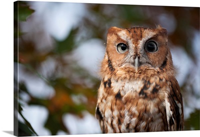Portrait Of A Captive Eastern Screech Owl At Ryerson Woods, Deerfield, Illinois