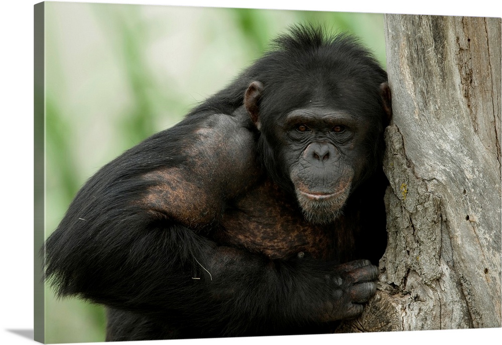 Portrait of a chimpanzee (pan troglodytes) at the sunset zoo, Manhattan, Kansas, united states of America.