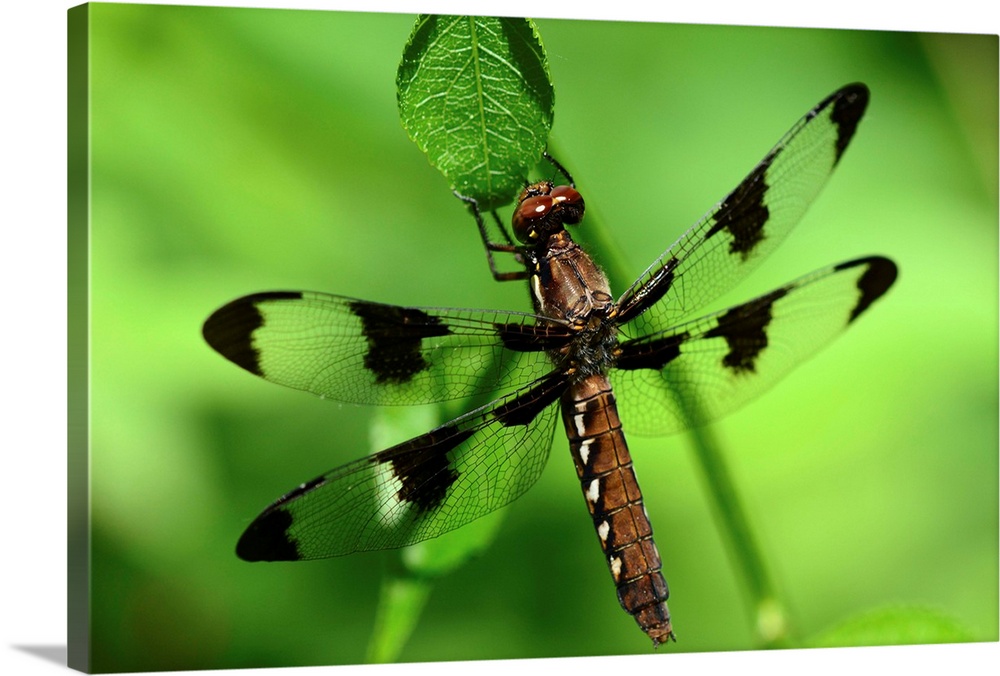 Portrait of a female common whitetail dragonfly, Plathemis lydia, resting on a leaf.