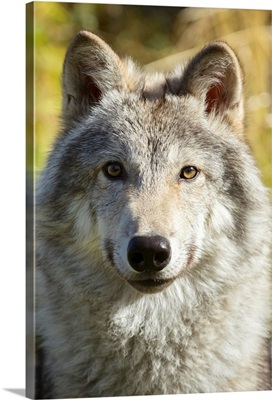 Portrait of a female Gray Wolf, Portage, Alaska