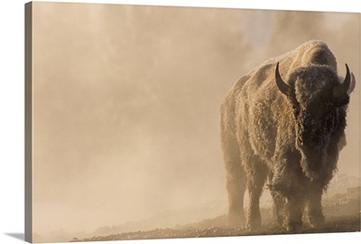 Portrait of a frost covered bison (Bison bison) standing in a steamy landscape with a golden sunlit glow in Yellowstone National Park; Wyoming, United States of America