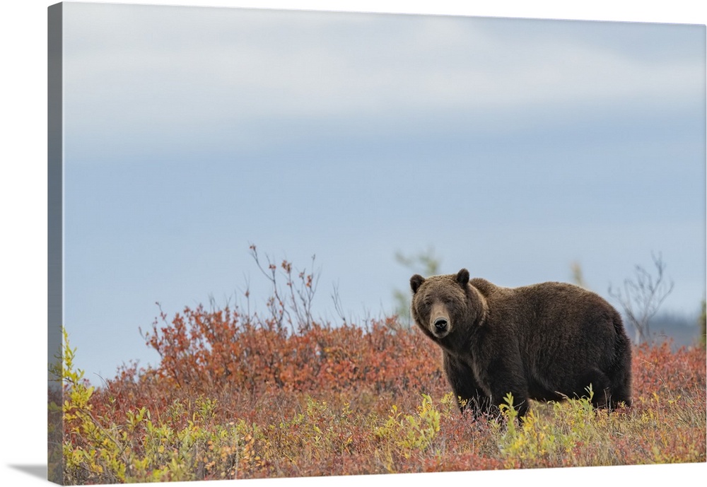 Portrait of a grizzly bear (Ursus arctos horribilis) standing in a field of  autumn colored bushes and curiously looking a...