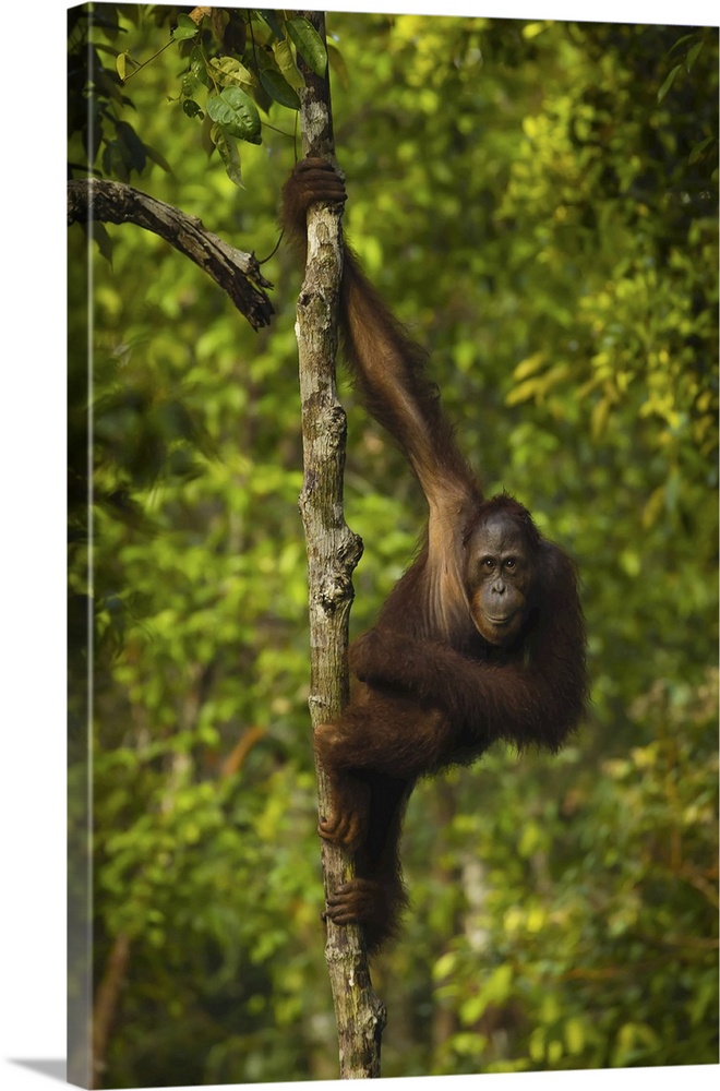 Portrait of a male Bornean orangutan, Pongo pygmaeus, clinging to a tree trunk.
