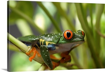 Portrait Of A Red-Eyed Tree Frog At The Sunset Zoo, Manhattan, Kansas