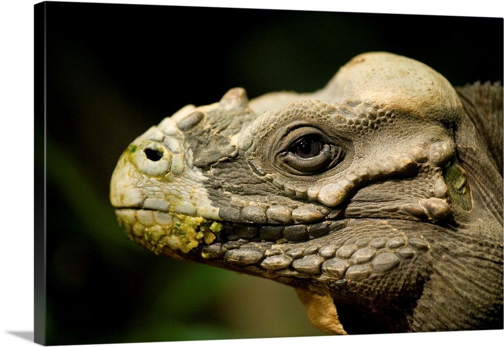 Portrait of a rhinoceros iguana (cyclura cornuta) at the Houston Zoo, Houston, Texas, united states of America.