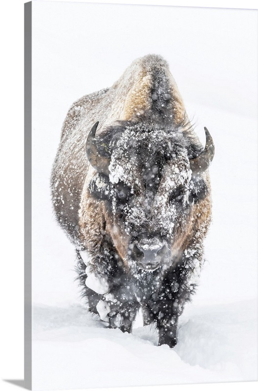 Portrait Of A SnowCovered Bison Standing In A Snowstorm, Yellowstone