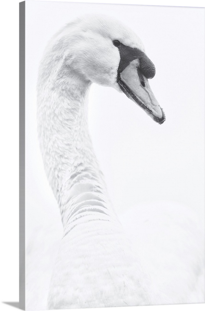 Portrait of swan near the village of Reach, Cambridgeshire, England, UK.